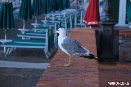 Il gabbiano fa finta di non conoscerci