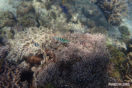 Barriera corallina - #6