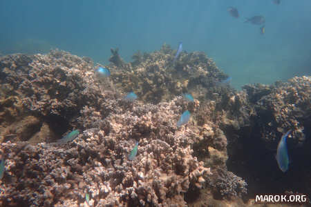 Barriera corallina - #18