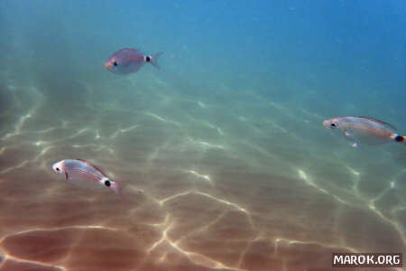 Vita giovane a Laigueglia