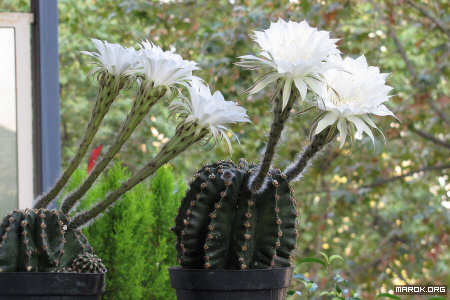Fiori di cactus