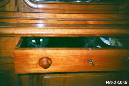 Una gatta nel cassetto