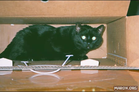 Una gatta in scatola