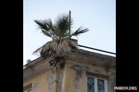 Palma su Le Palme (#4)