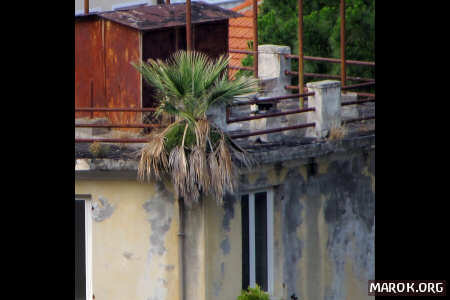 Palma su Le Palme (#2)