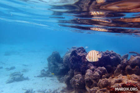 Manini (chirurgo galeotto)