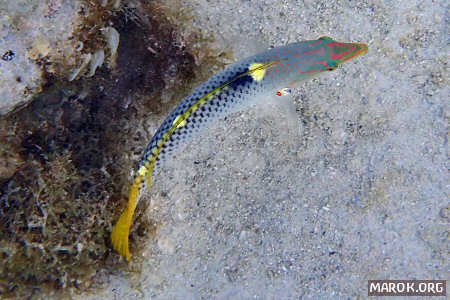 Po'ou paea (labride scacchiere)