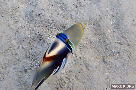 Oiri (balestra picasso)