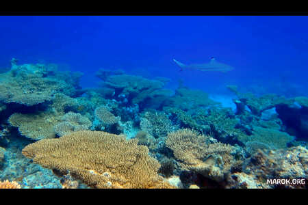 Mauri (squalo pinna nera)