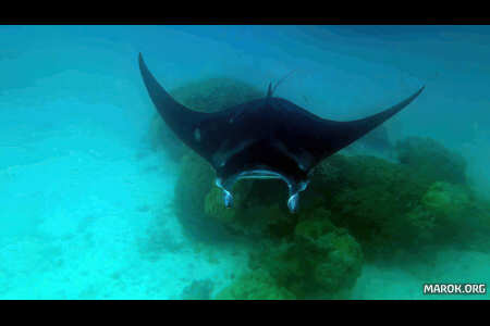 F&amacr;f&amacr; piti (manta)