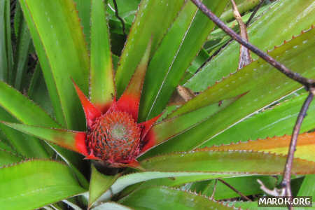 Piccoli ananas crescono