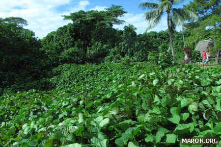 Un'invasione del Kudzu