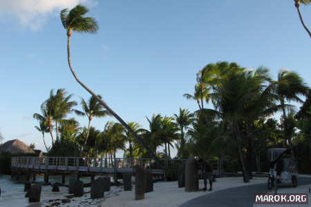 La palma dell'Obliquo