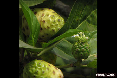 Nono (gelso indiano)