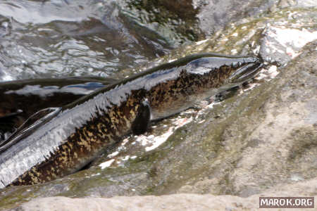 Puhi vai (anguilla polinesiana)