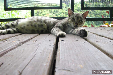 Non dire gatto...
